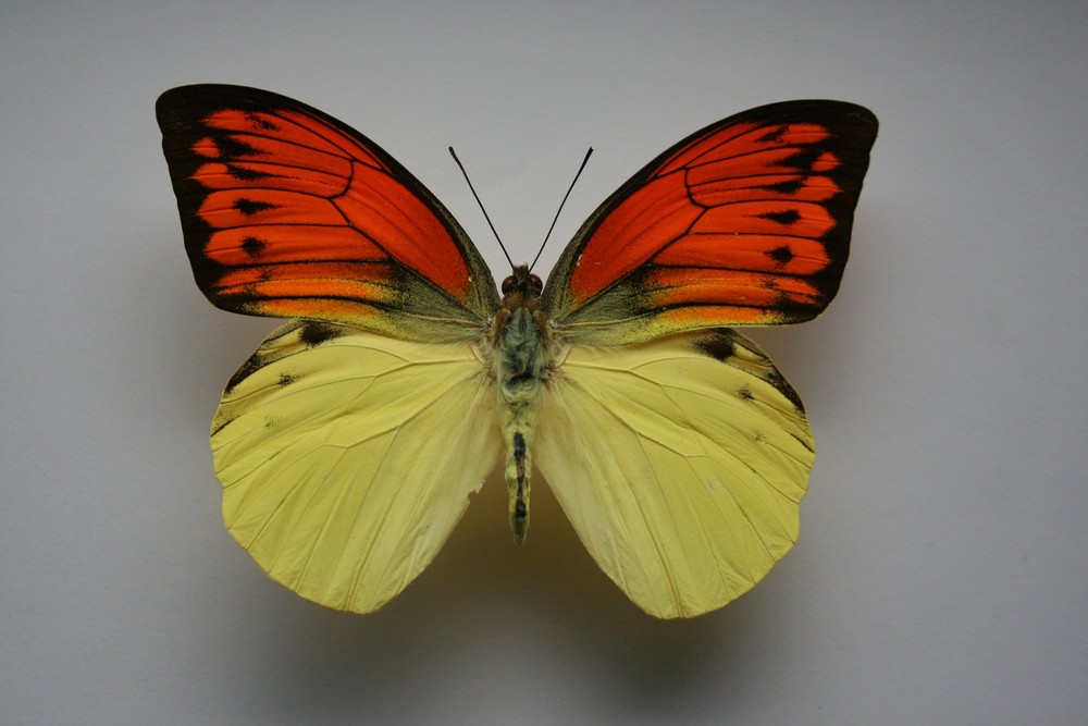 Motýli (3)