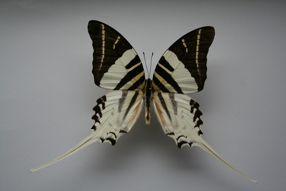 Motýli (4)