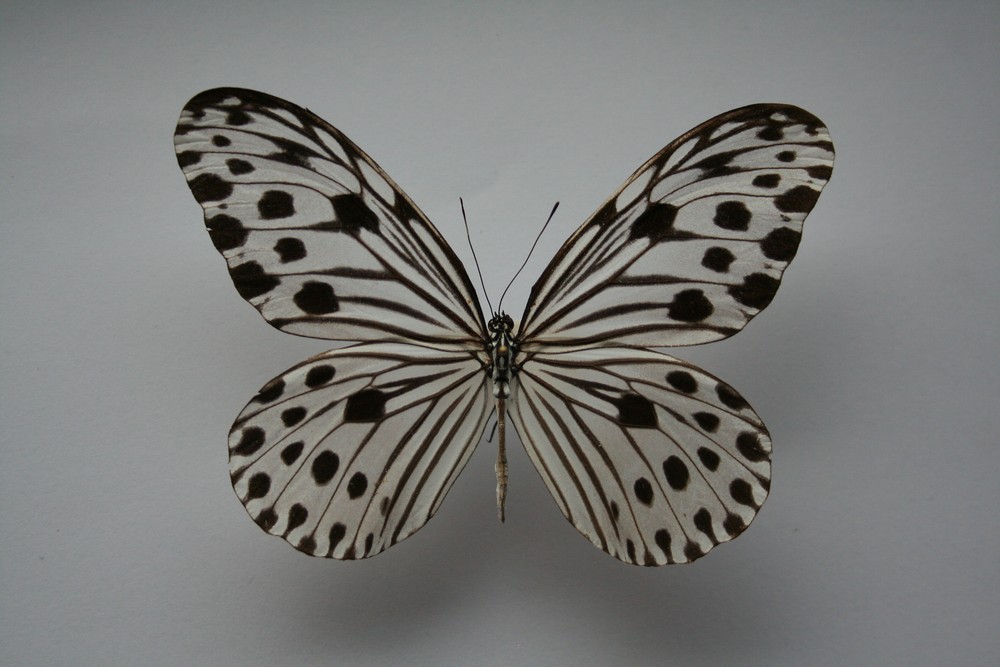Motýli (6)