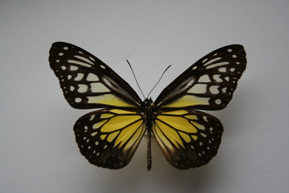 Motýli (8)