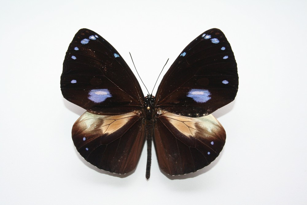 Motýli (11)