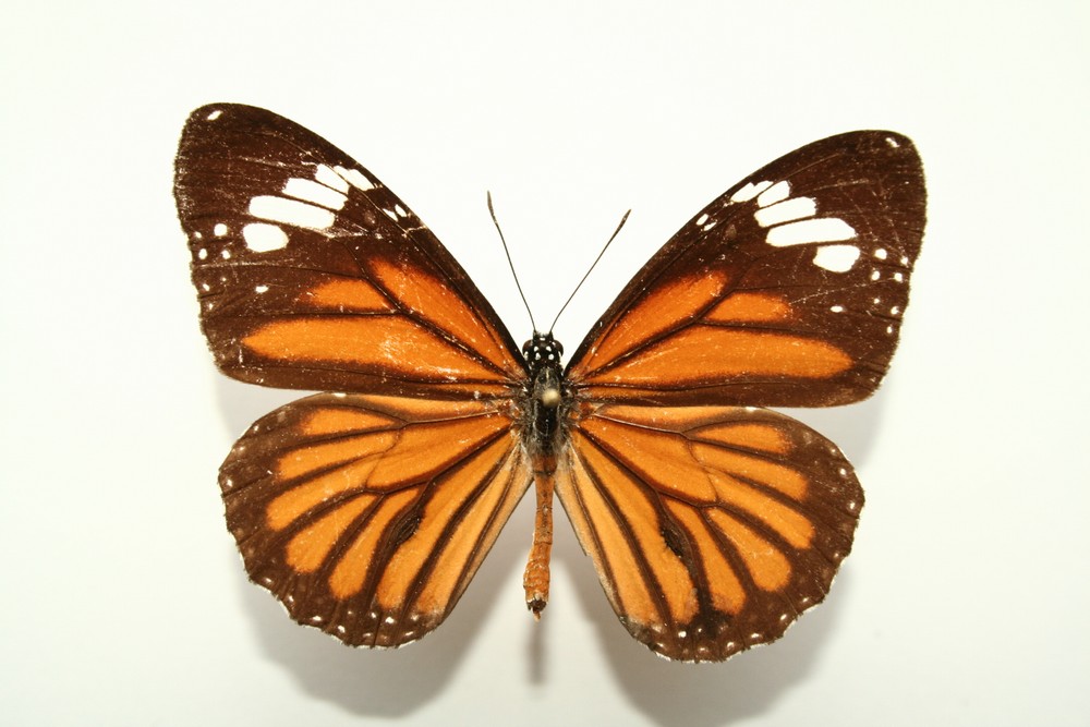 Motýli (13)