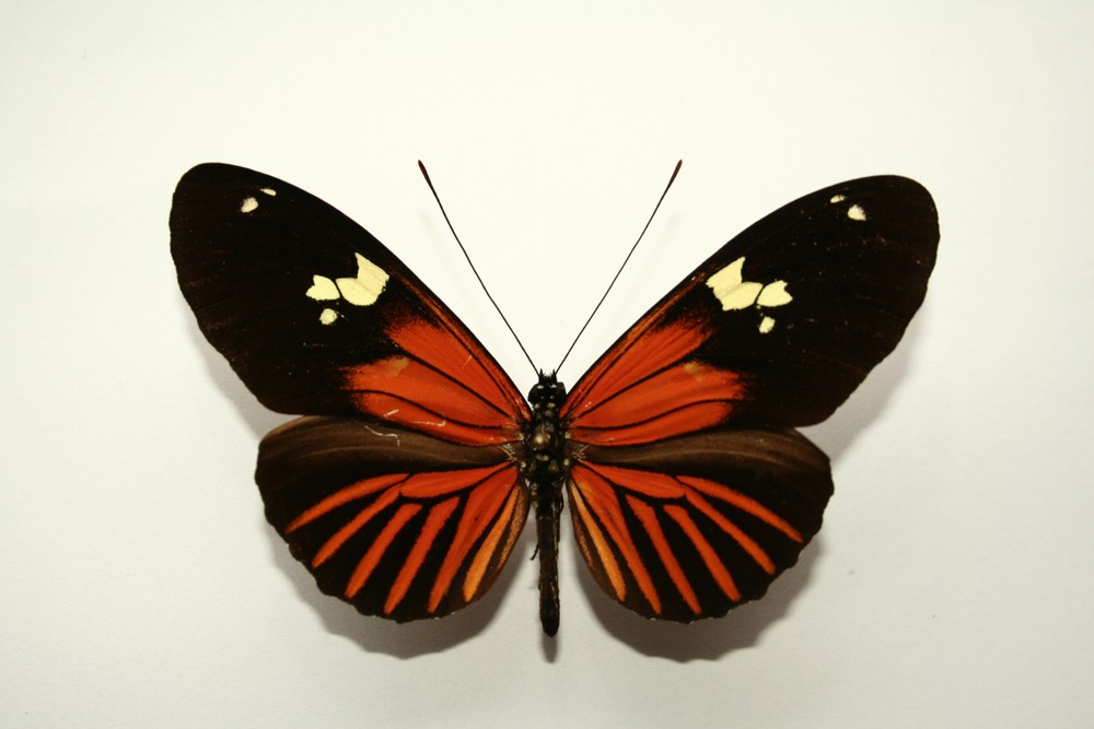 Motýli (14)