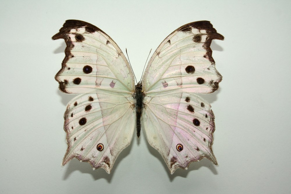 Motýli (15)