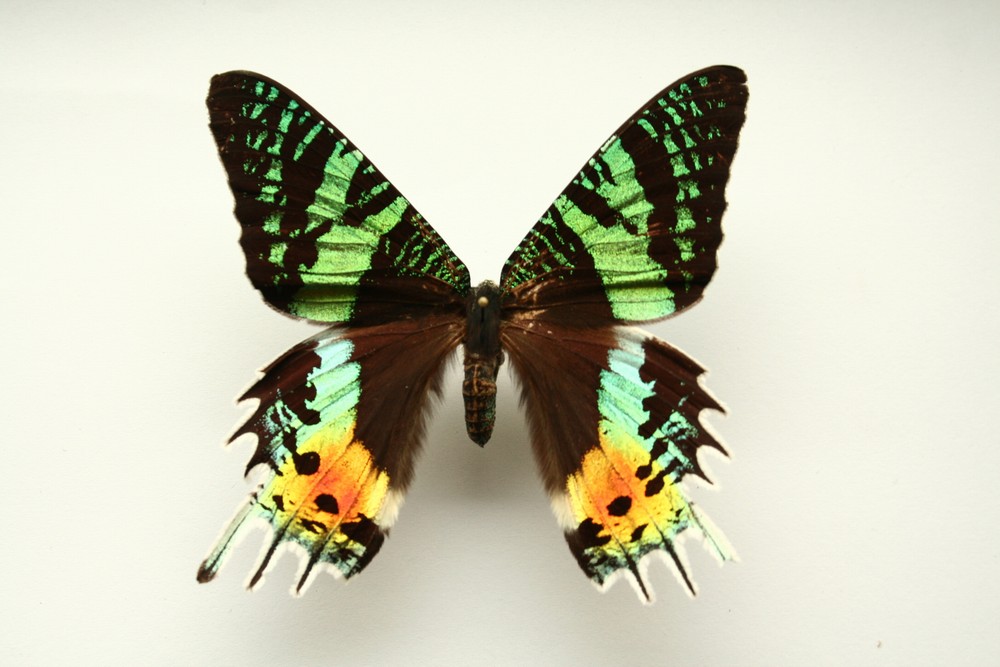 Motýli (16)