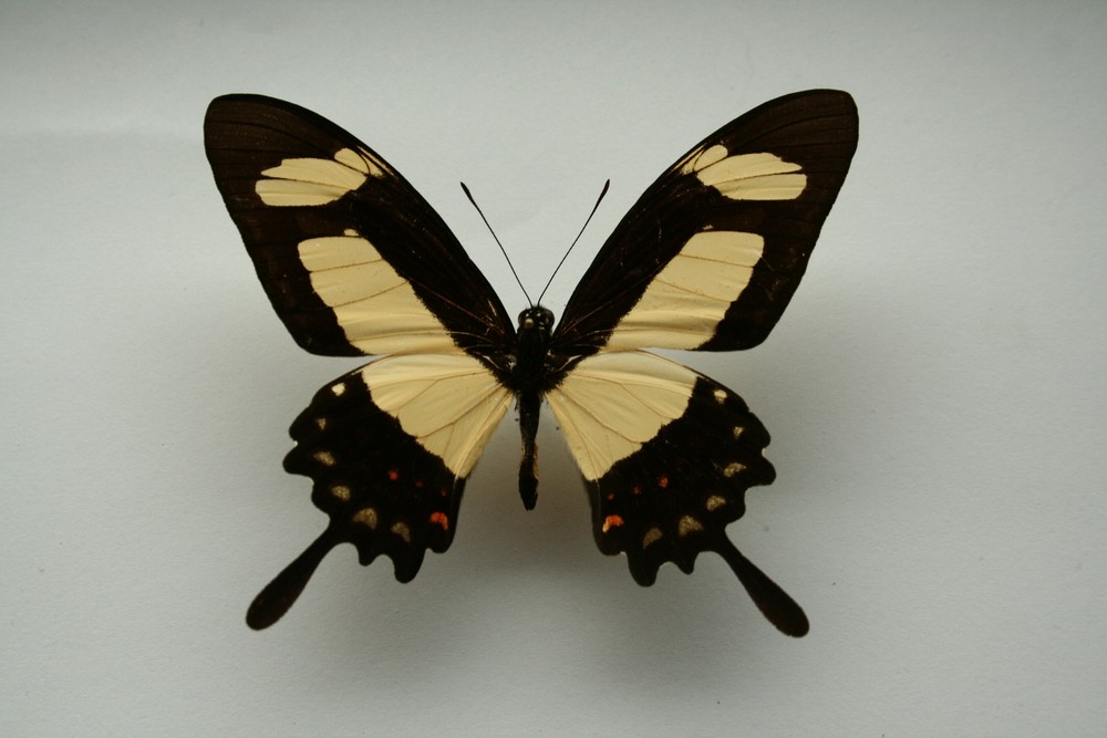 Motýli (18)