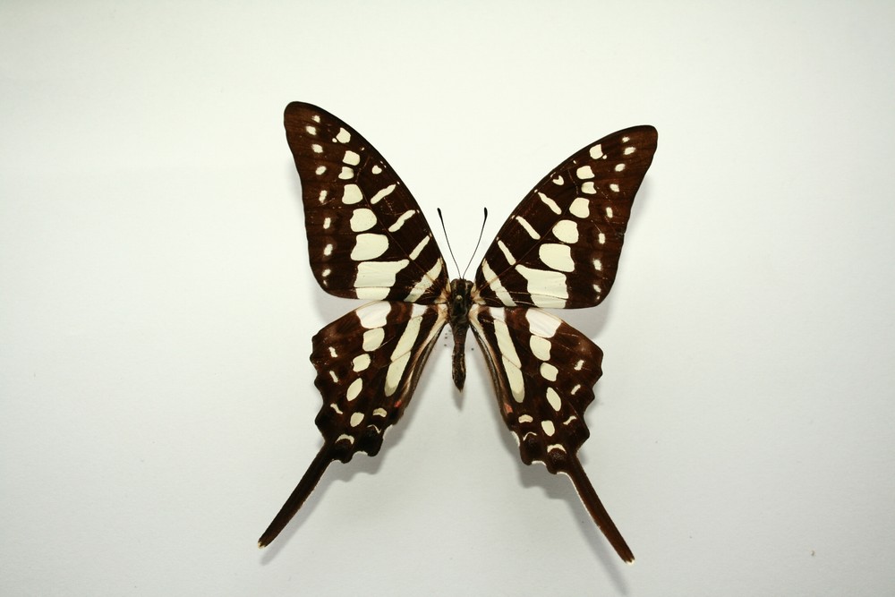 Motýli (20)