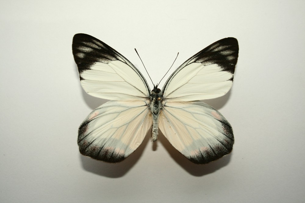 Motýli (21)