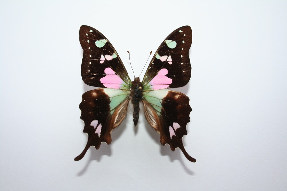 Motýli (22)