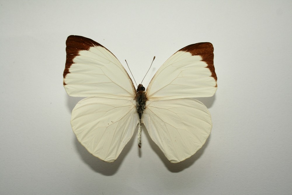 Motýli (26)