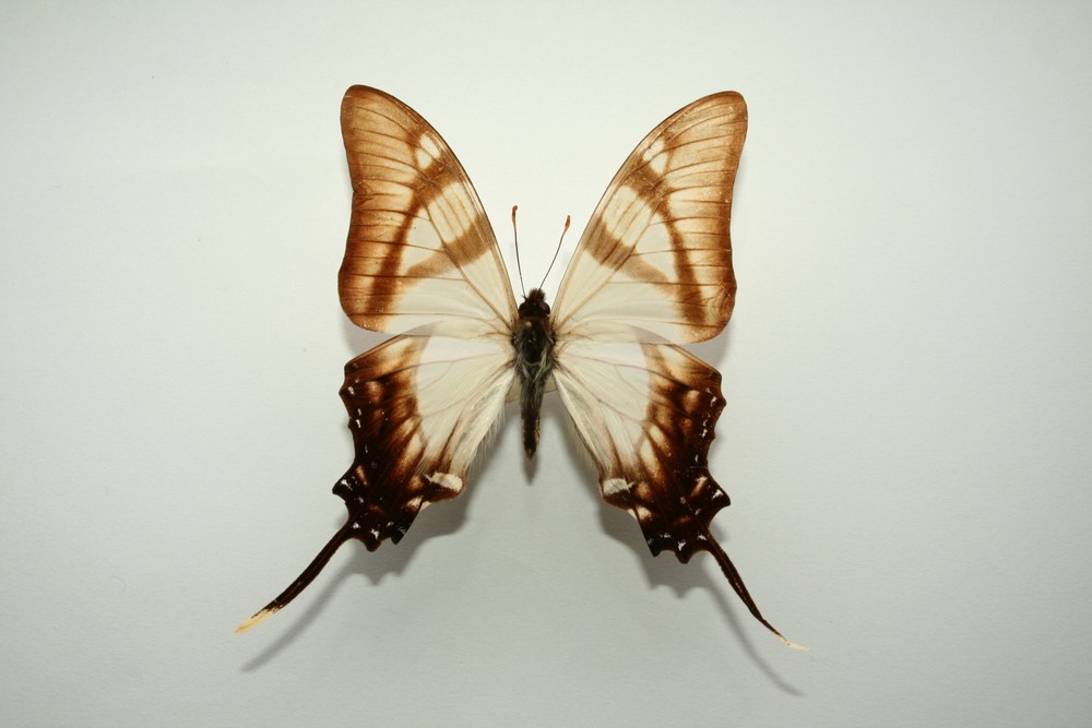 Motýli (27)