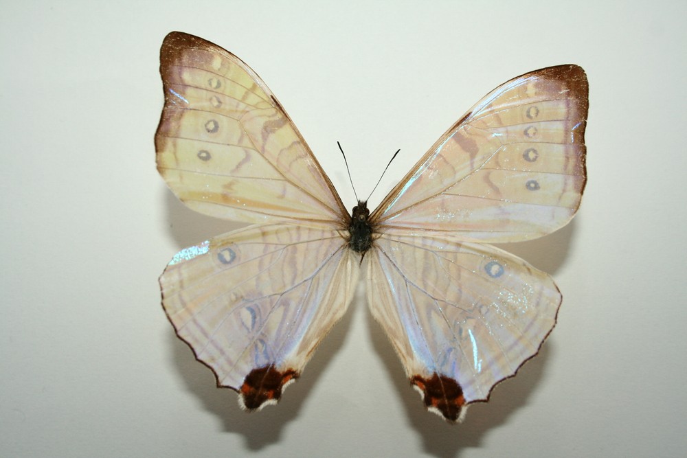 Motýli (28)