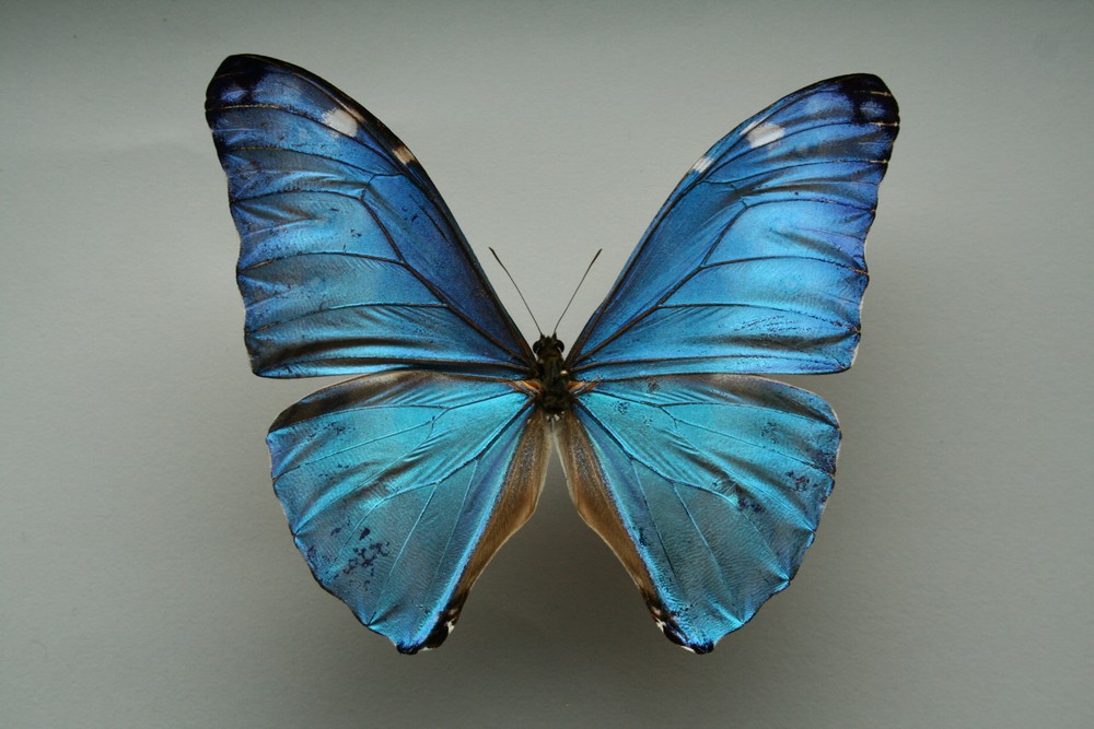 Motýli (29)