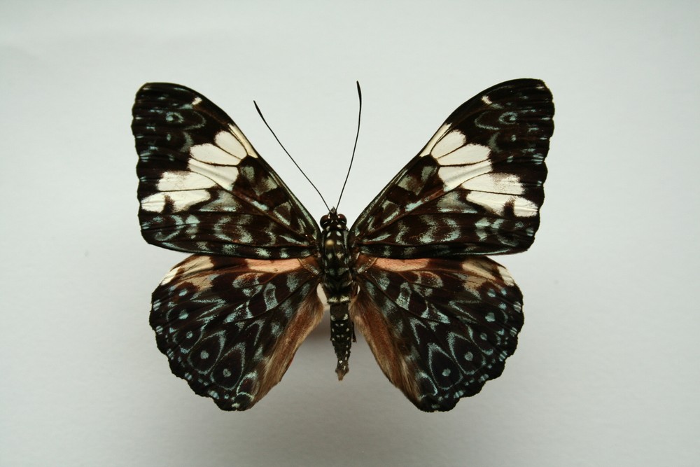 Motýli (31)
