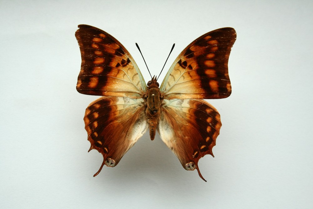Motýli (32)
