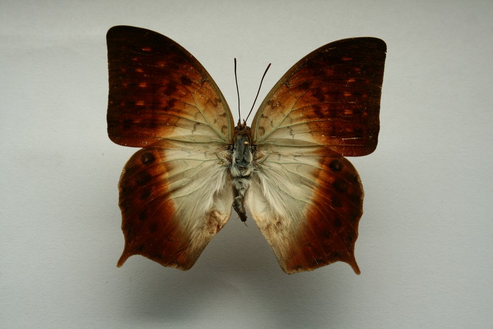 Motýli (34)