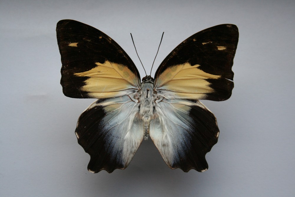 Motýli (36)