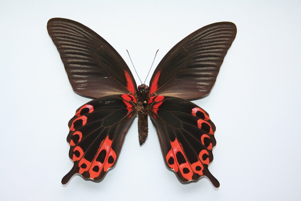 Motýli (38)