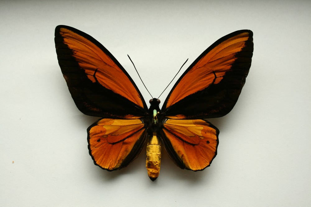 Motýli (39)