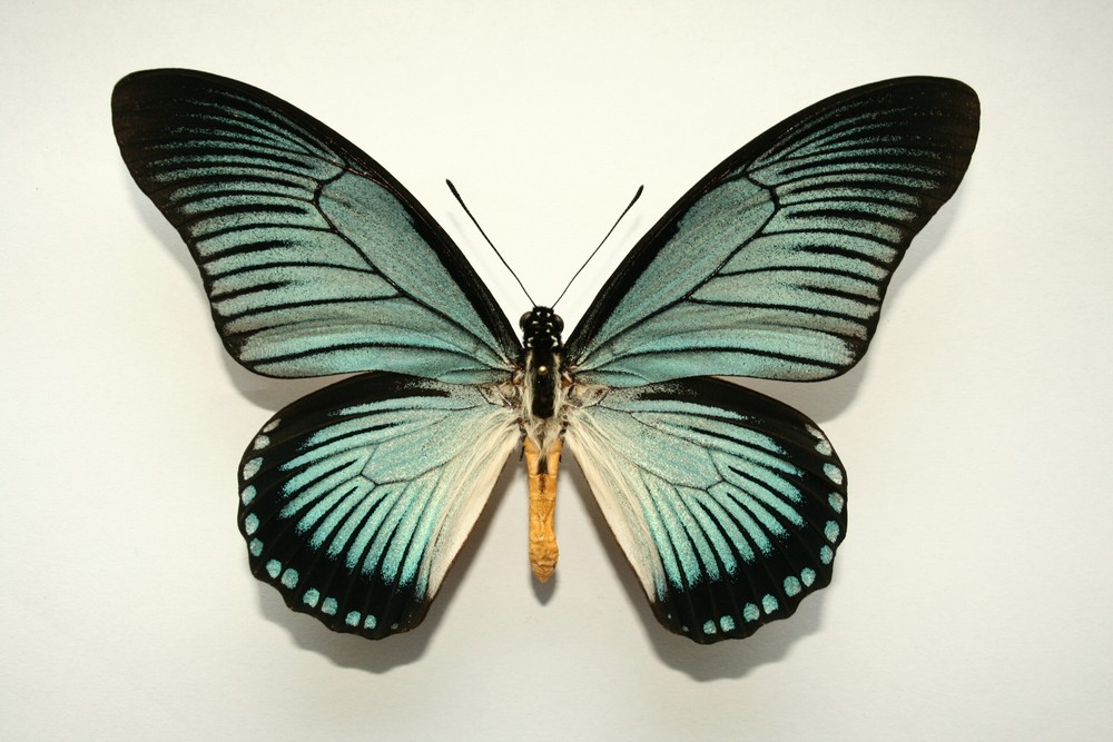Motýli (40)