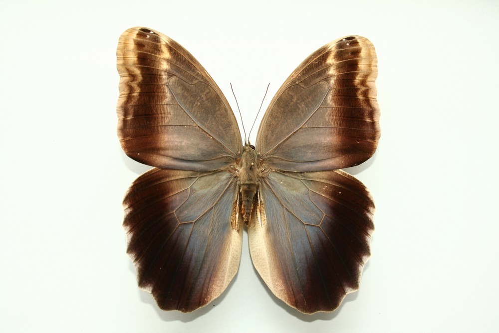 Motýli (42)