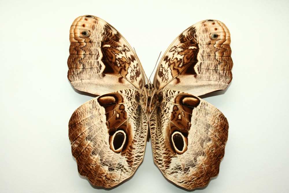 Motýli (43)