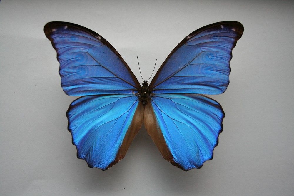 Motýli (44)