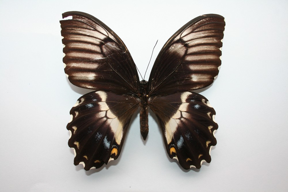 Motýli (45)
