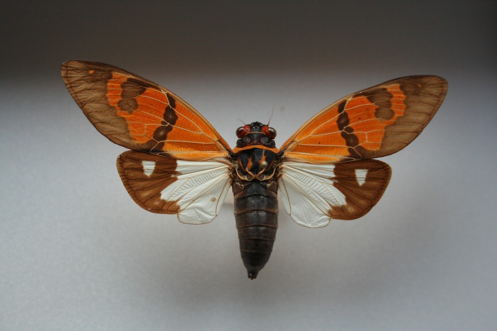 Motýli (48)