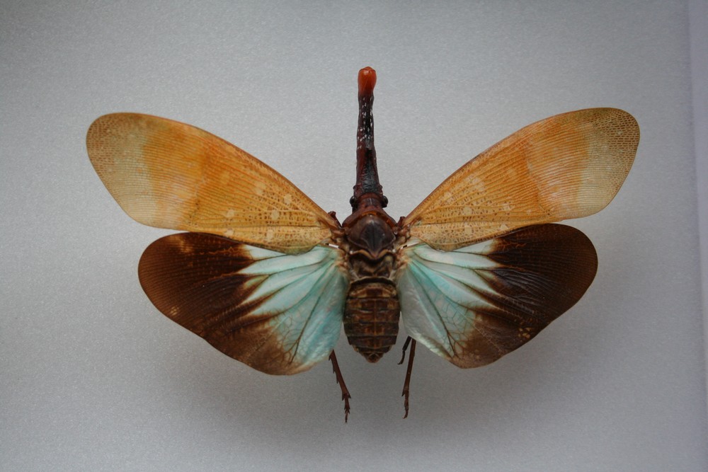 Motýli (51)