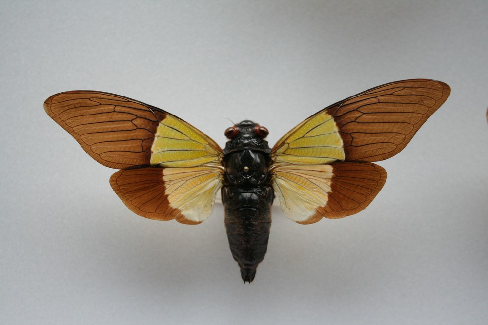 Motýli (52)