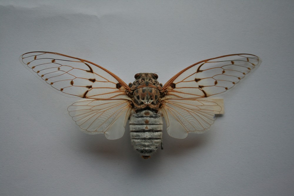 Motýli (55)