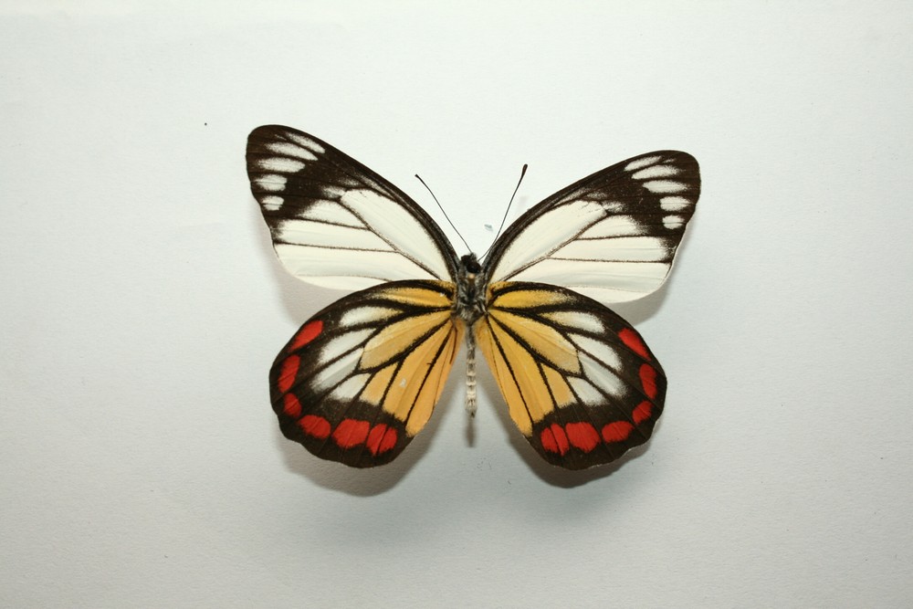 Motýli (57)