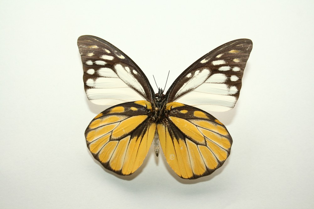 Motýli (62)